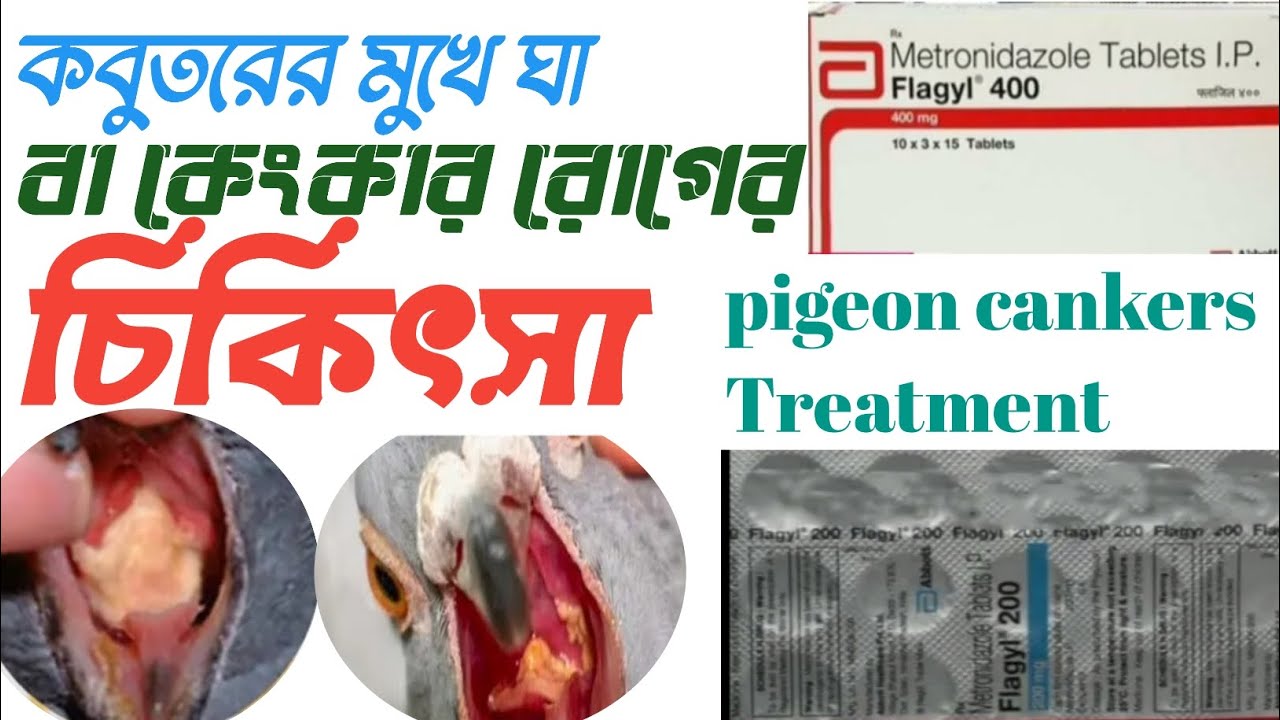 Solving the problem of canker sores in the mouth of pigeon/ পায়রার মুখে ঘা সমস্যার সমাধান।