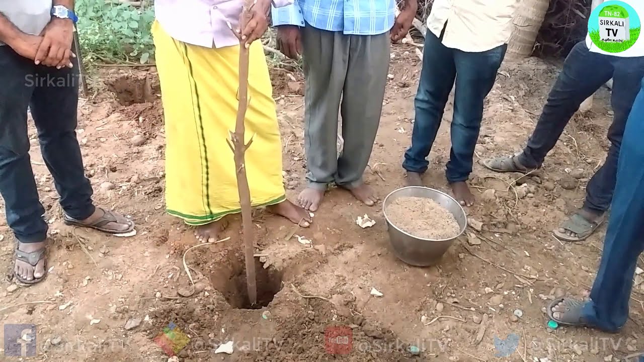 தேக்கு மரங்கள் பதிலாக பூவரசு மரம் பயன்படுத்தித் பாலீஷ் அடித்தால் அசல் தேக்கு போலவே காட்சியளிக்கும்