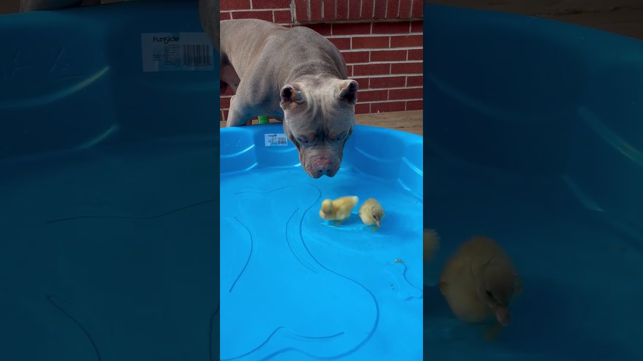 Dog Protects Baby Ducklings In Swimming Pool