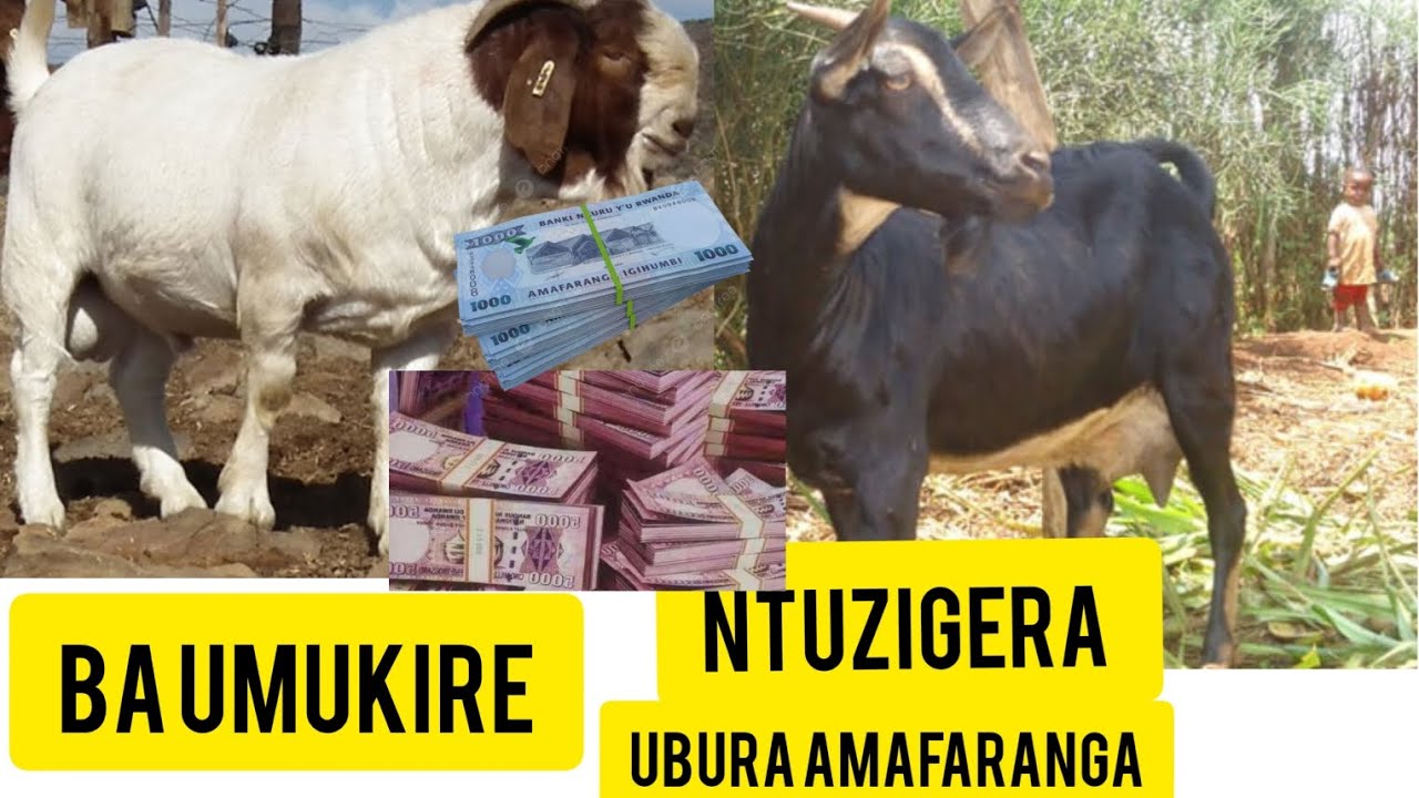 SOBANUKIRWA NEZA UBURYO UBA UMUKIRE MU BWOROZI BW' IHENE AMAFARANGA..................