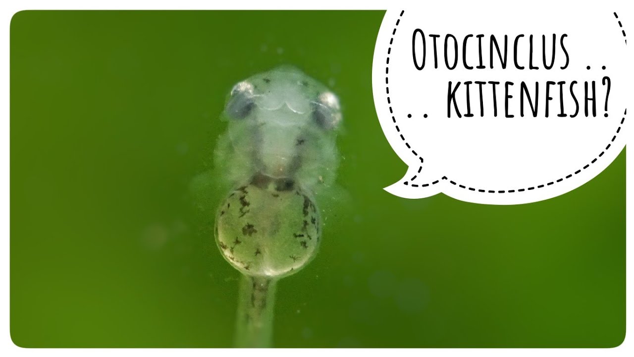 Otocinclus Catfish Breeding - My Observations of Week 1