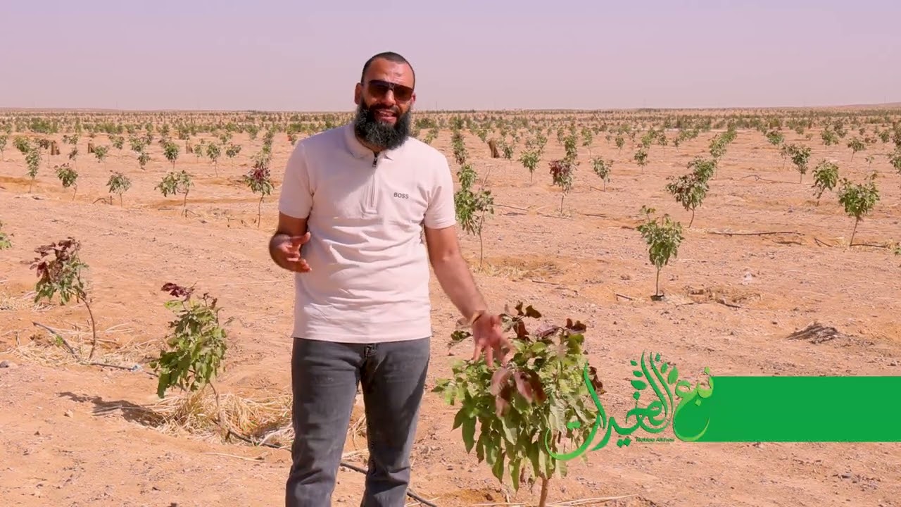 بديل الاسمده الكيميائيه والسموم ارخص سماد عضوي لكل الاشجار والنباتات ونتائجه سحر