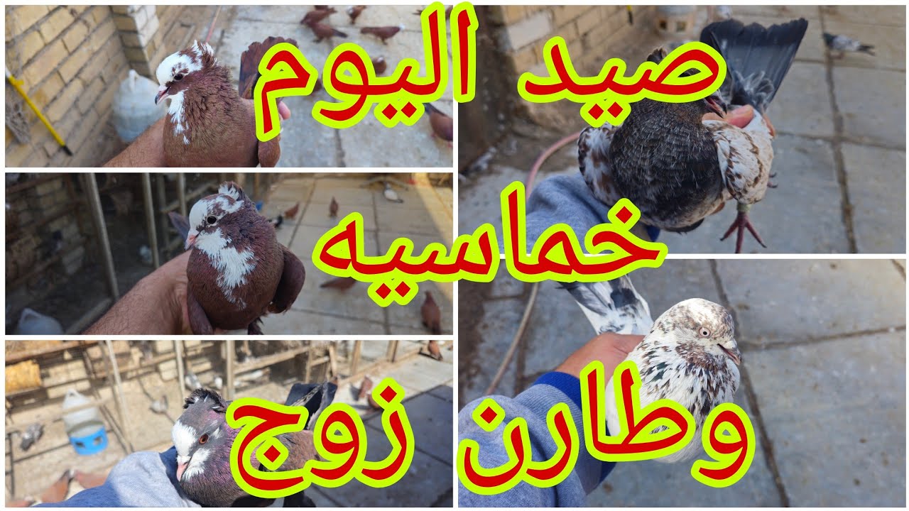 ✌️✌️صيد اليوم خير من الله😍😍اوزوج كمرليات طفرن ماصدتهن تعالو شوفو القهر🤪فديو كله صيد تونسو@