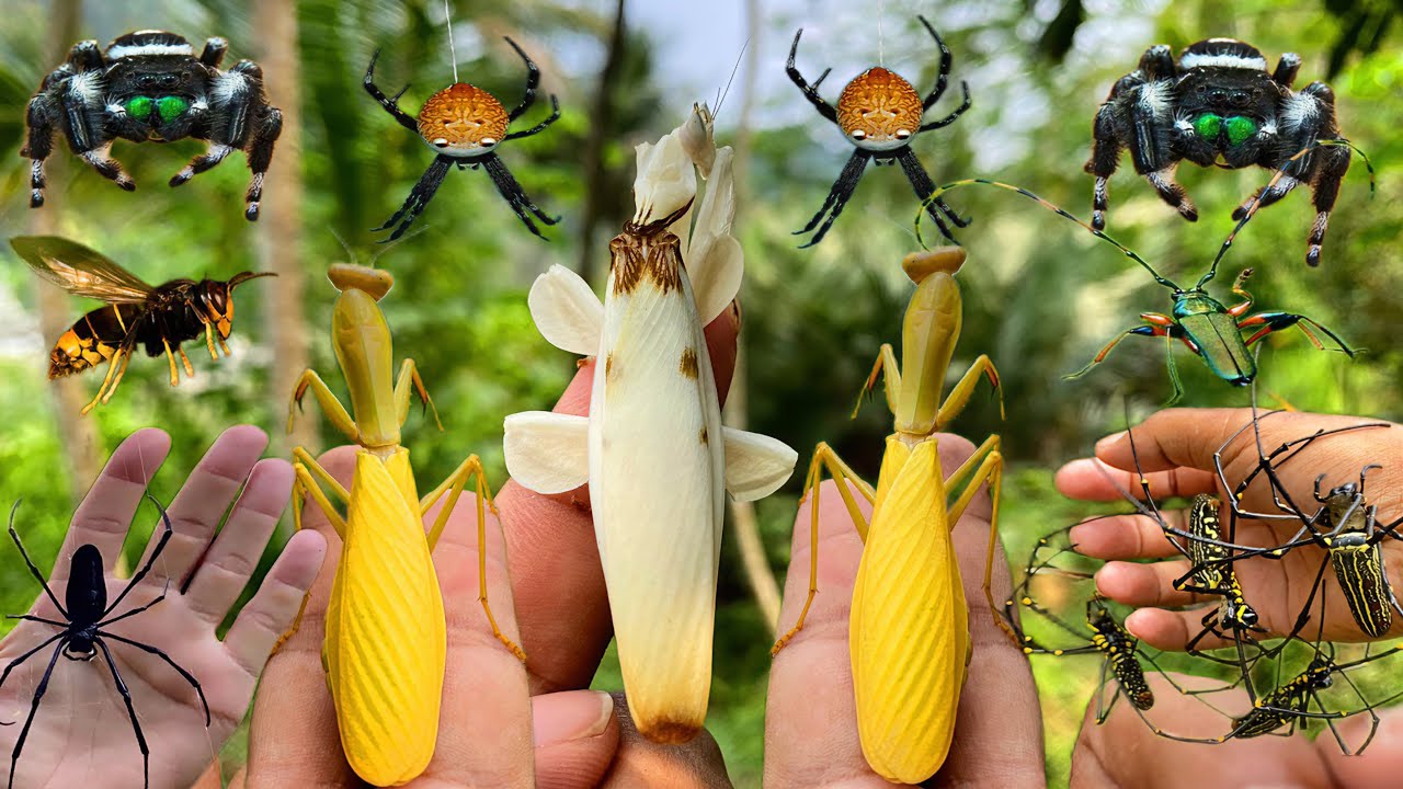 hunt for the most beautiful insects in the world