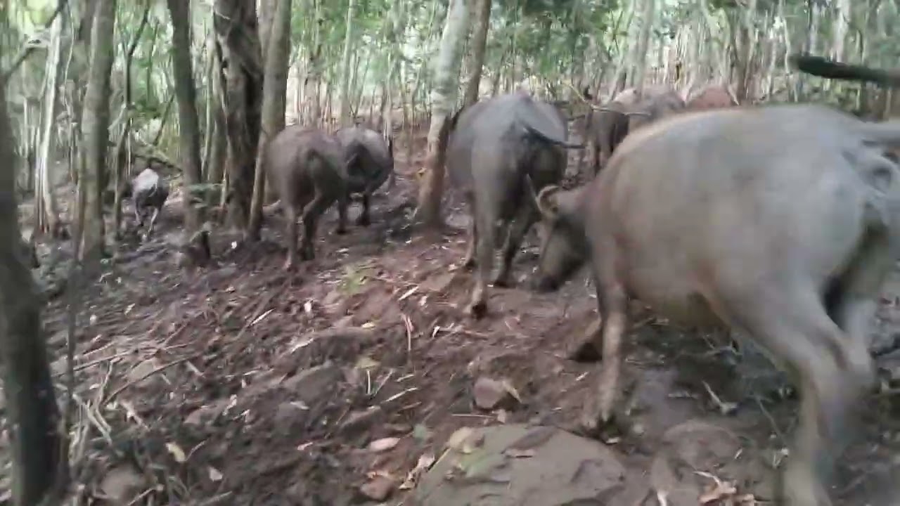 Today I'm herding buffalos at the forest.# buffalos #cambodia #Country side.#bunong people.