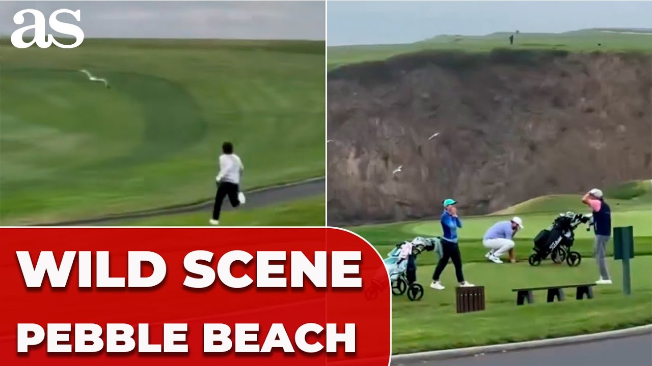 UNBELIEVABLE SCENE! Seagull SNATCHES WALLET from golfer at PEBBLE BEACH