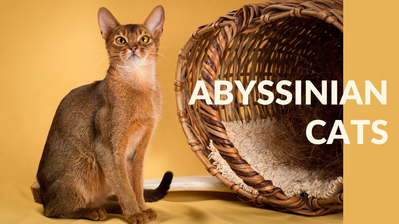 The Ultimate Guide to Abyssinian Cats