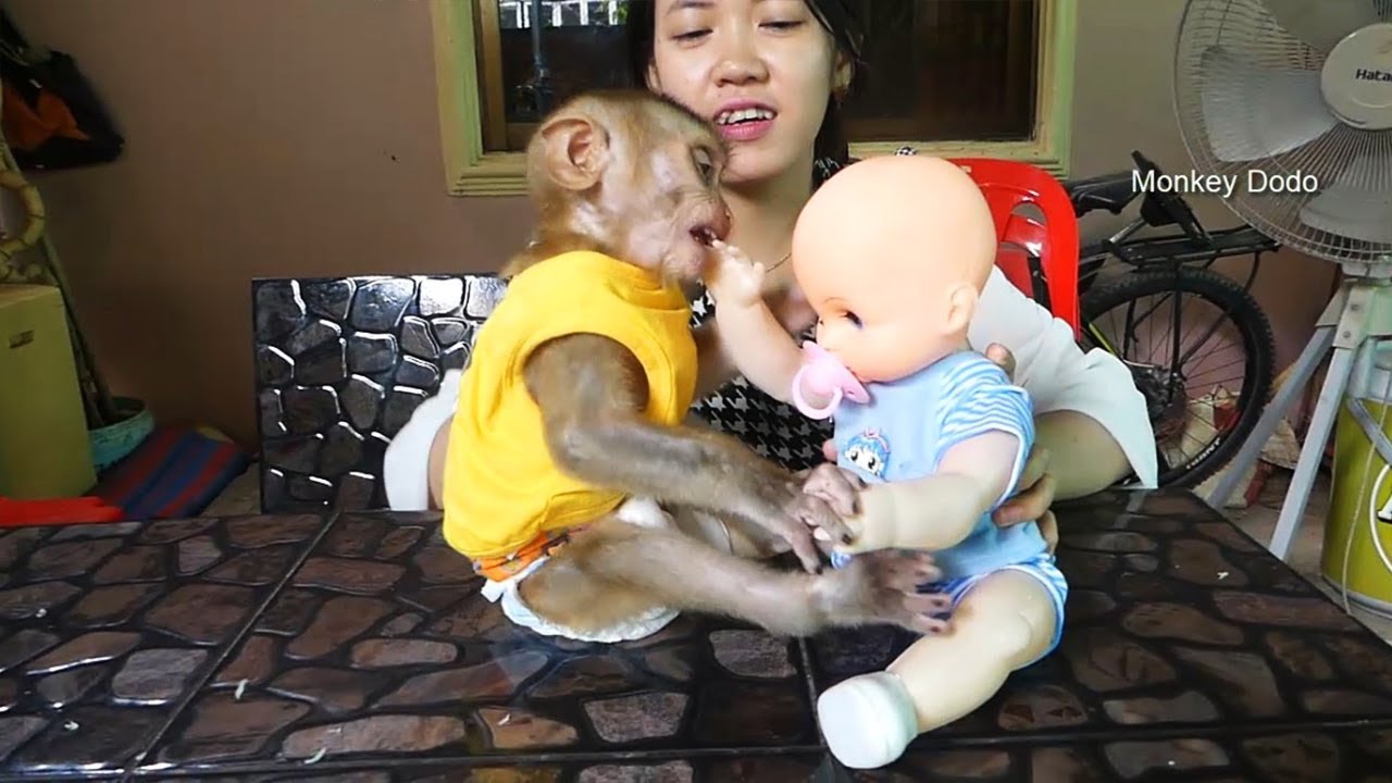 Wow, Dodo So Much Surprise!! Dodo Get A New Friend
