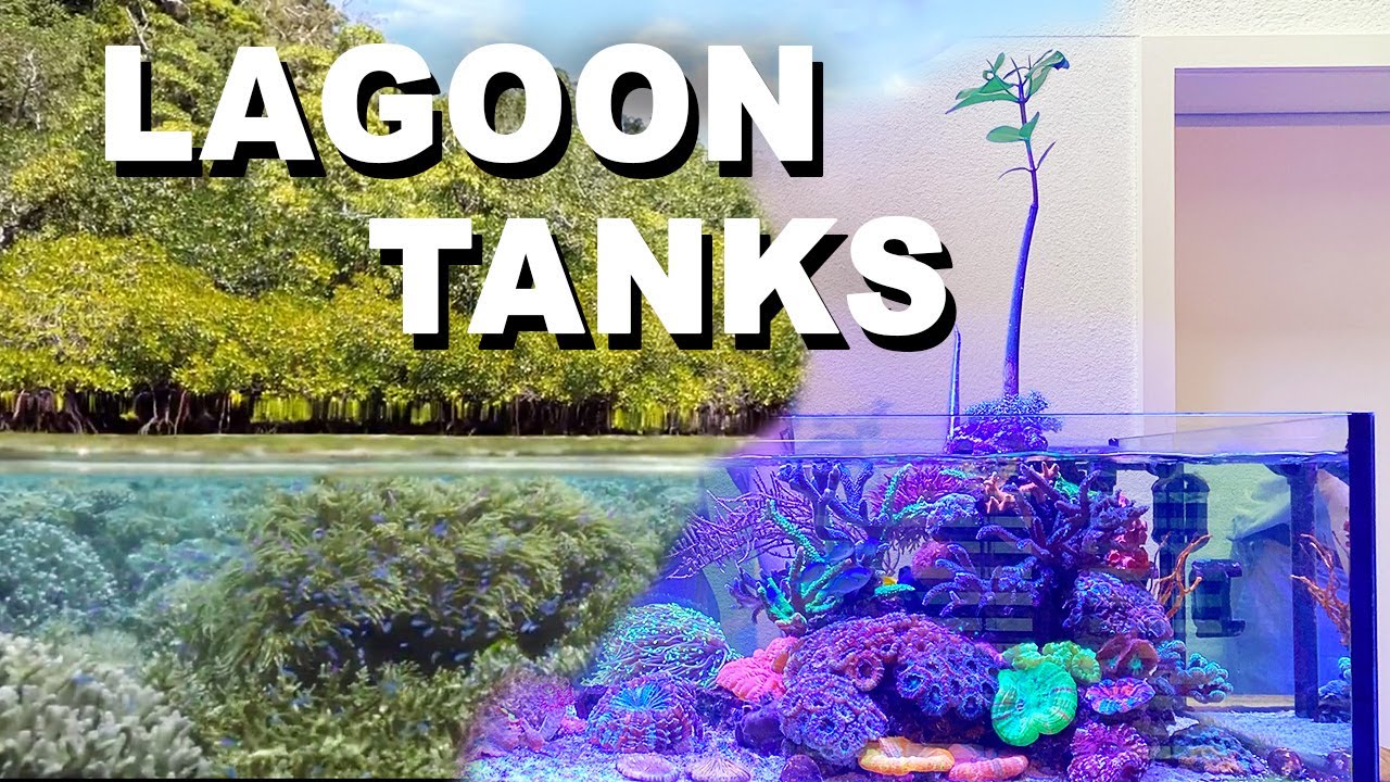 Lagoon Aquarium = Shallow Reef ?