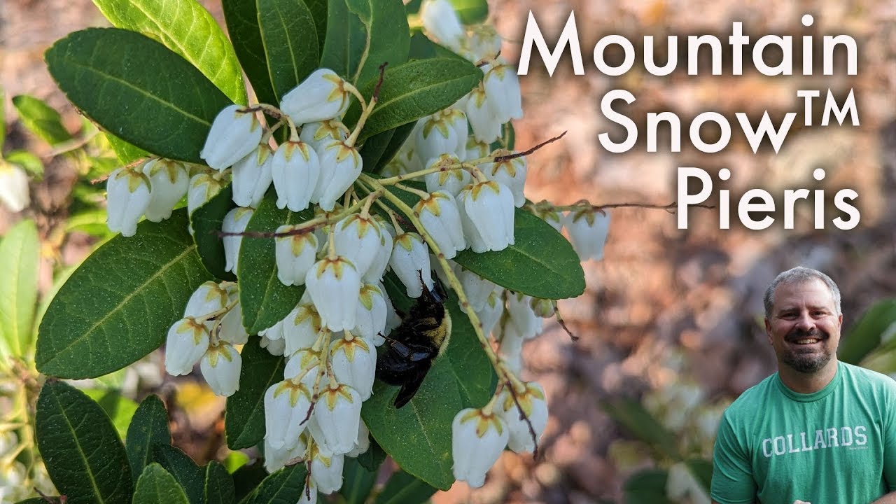 Mountain Snow™ Pieris - Pieris japonica ‘Planow’