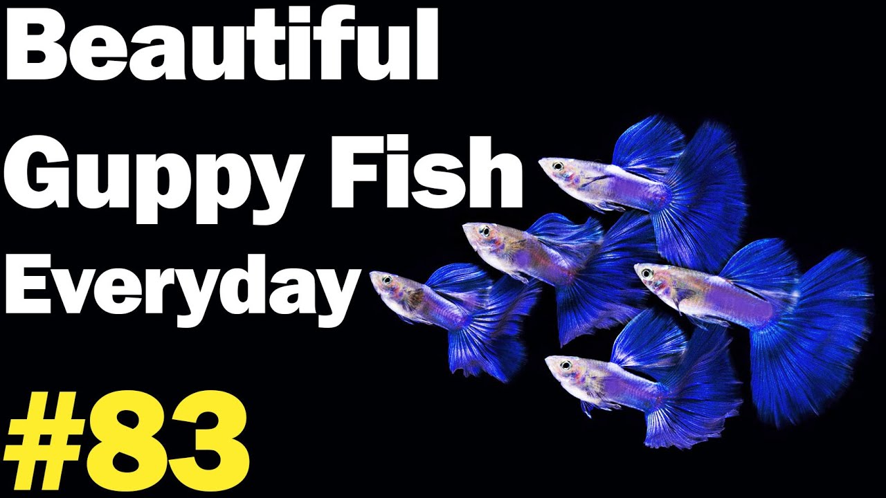 Guppy Channel - Beautiful Guppy Fish Everyday 83
