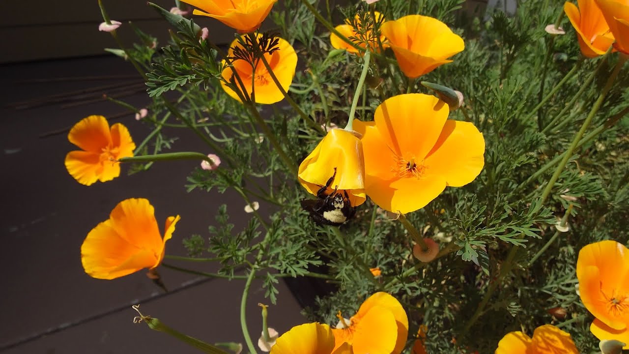 Growing California Poppies from Seeds, Season 2, Days 0-172