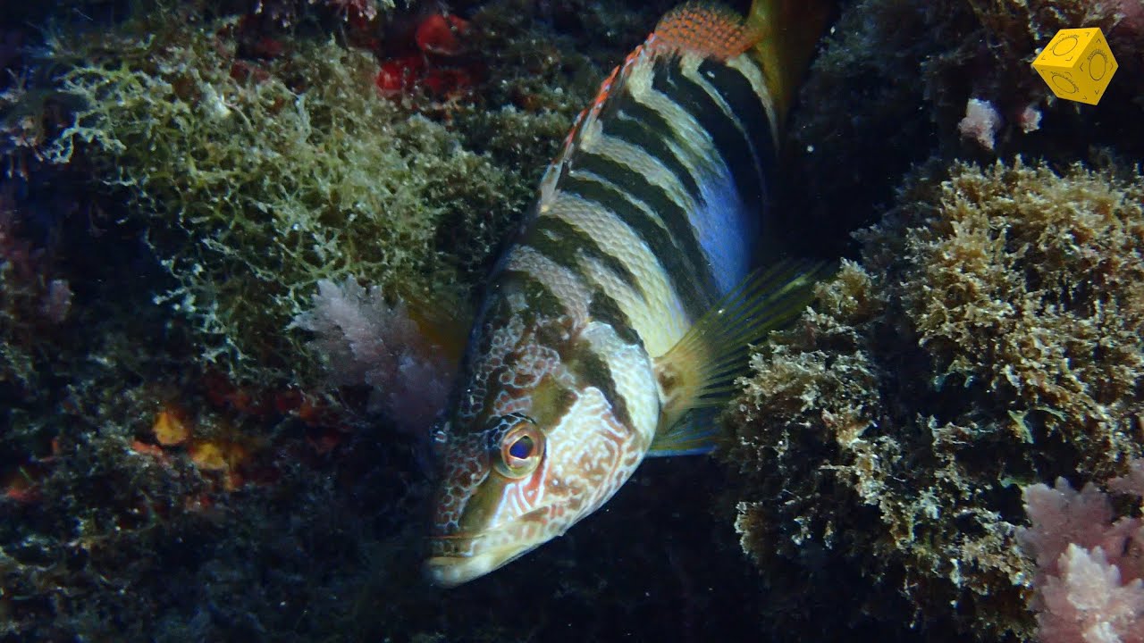 Serranus scriba, Serrano