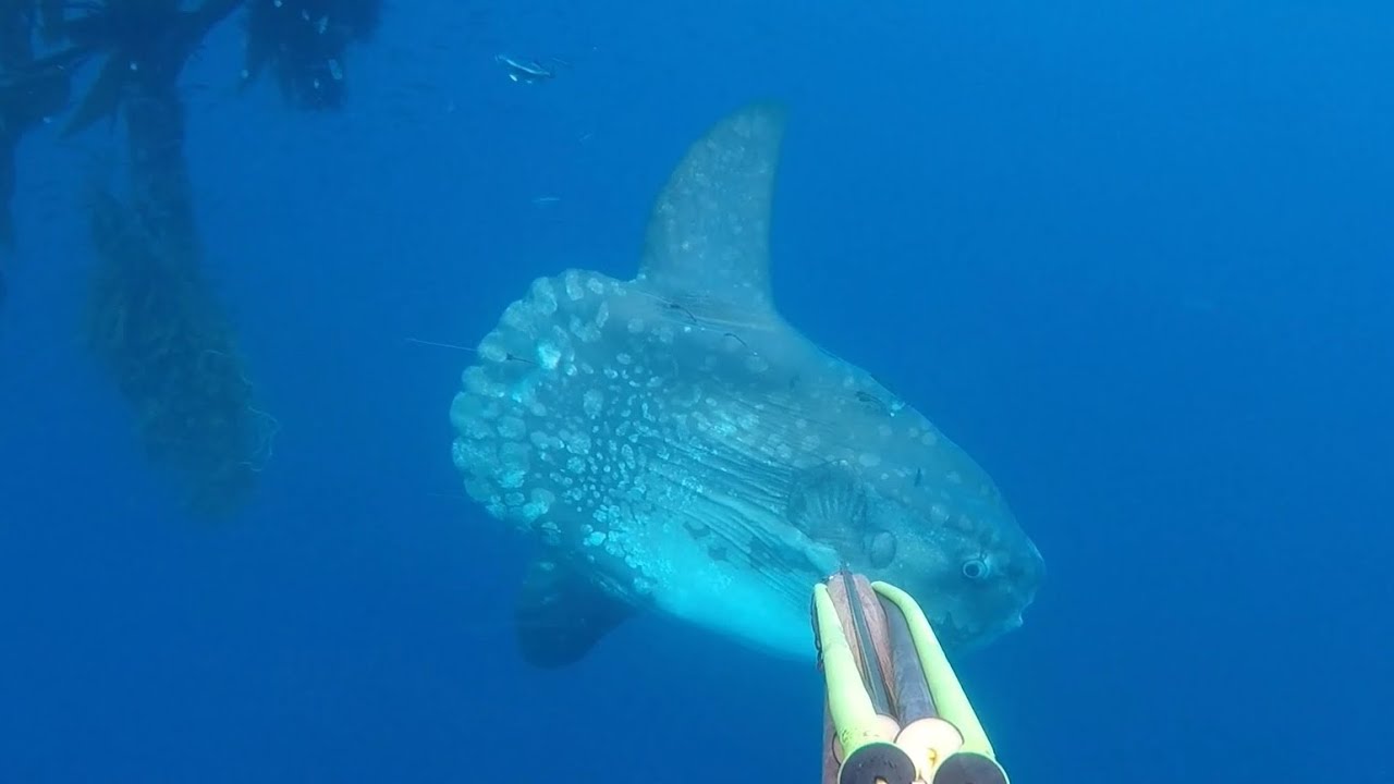 Girl Gone...Blue Water Spearfishing