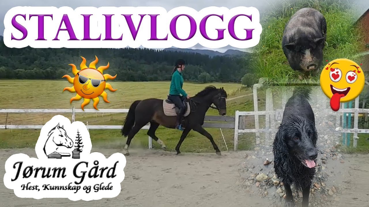 STALLVLOGG - En dag på Jørum Gård i Grong