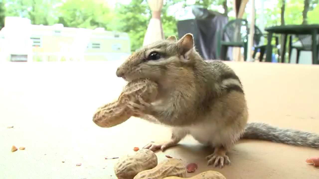 Tamia Chipmunk (petit Suisse) filmé de très près