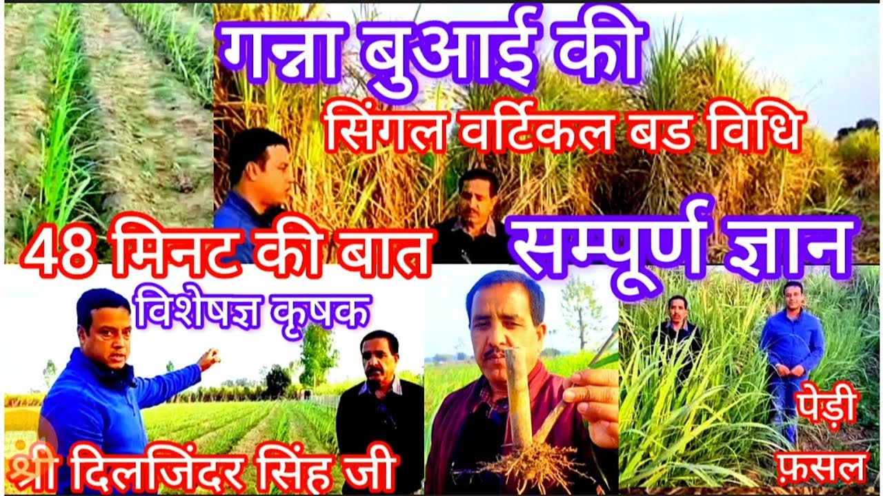 देखिए,सिंगल वर्टिकल बड विधि गन्ना बुआई के एक्सपर्ट कृषक महोदय से, इस विधि की समस्त शंकाओं का समाधान!