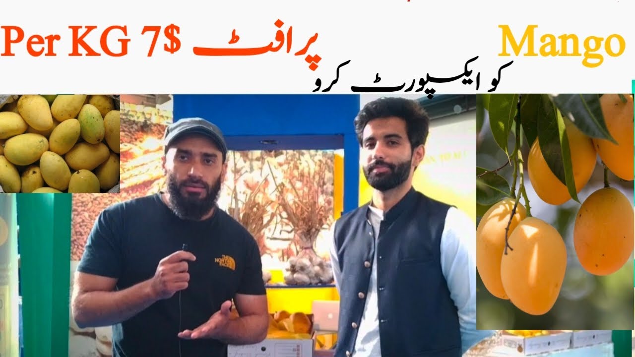 WORLDS FAMOUS PAKISTANI MANGOES Export in America Australia and Canada | Young Mango Millionaire
