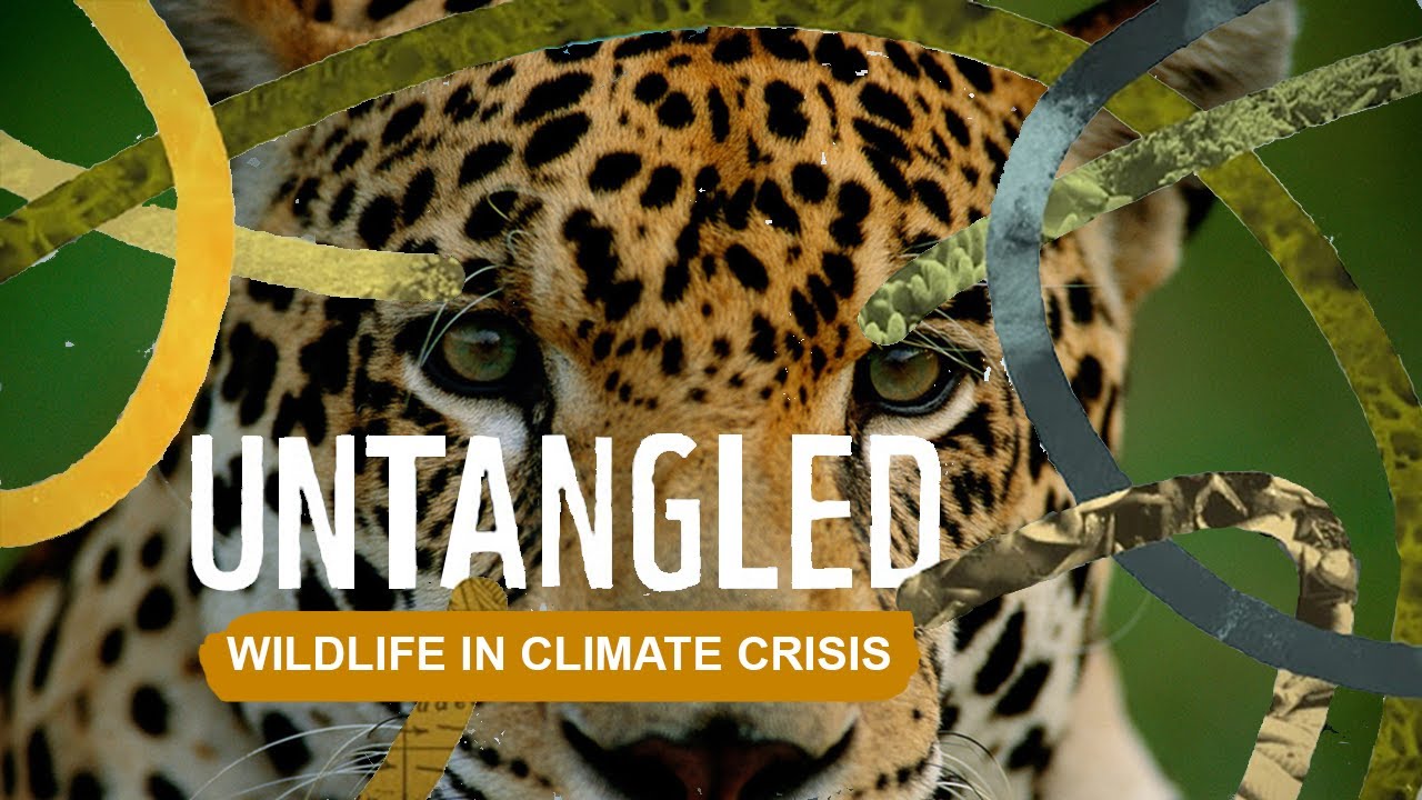 Untangled: Wildlife in the Climate Crisis