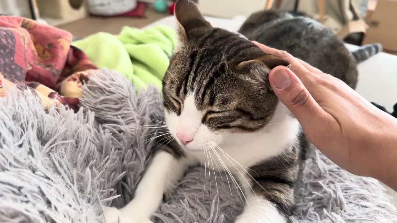 Morning biscuits with Ramses #cat #cats #biscuit # biscuits #asmr 