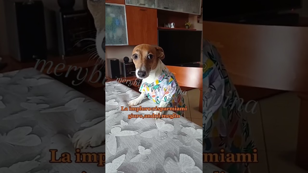 La pagella📄😂 