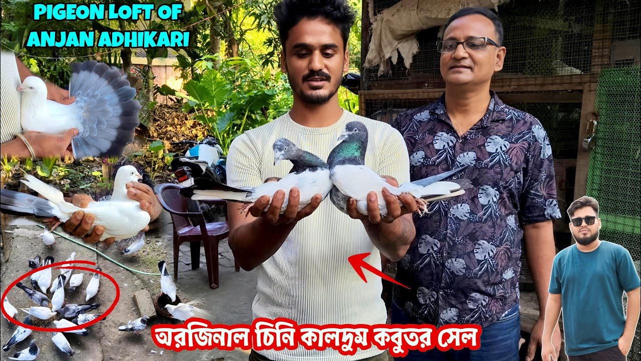 ঘুটিয়ারি শরিফের সেরা কালদুম🔥 | অঞ্জনদার বাড়ির অরজিনাল চিনি কালদুম কবুতর😱