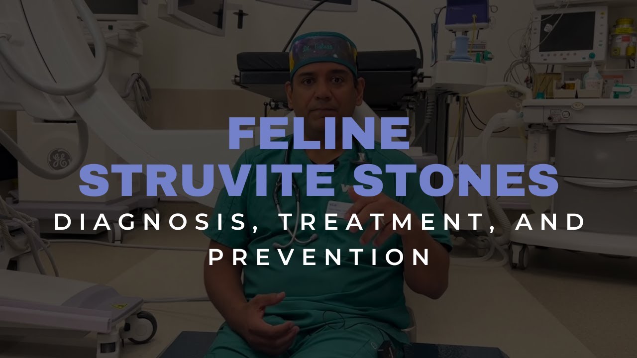 Sterile struvite stones in cats