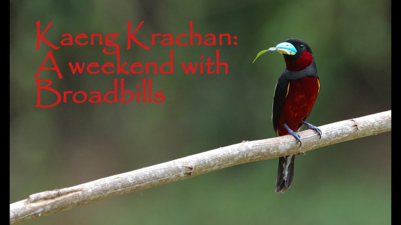 Kaeng Krachan: A weekend with Broadbills
