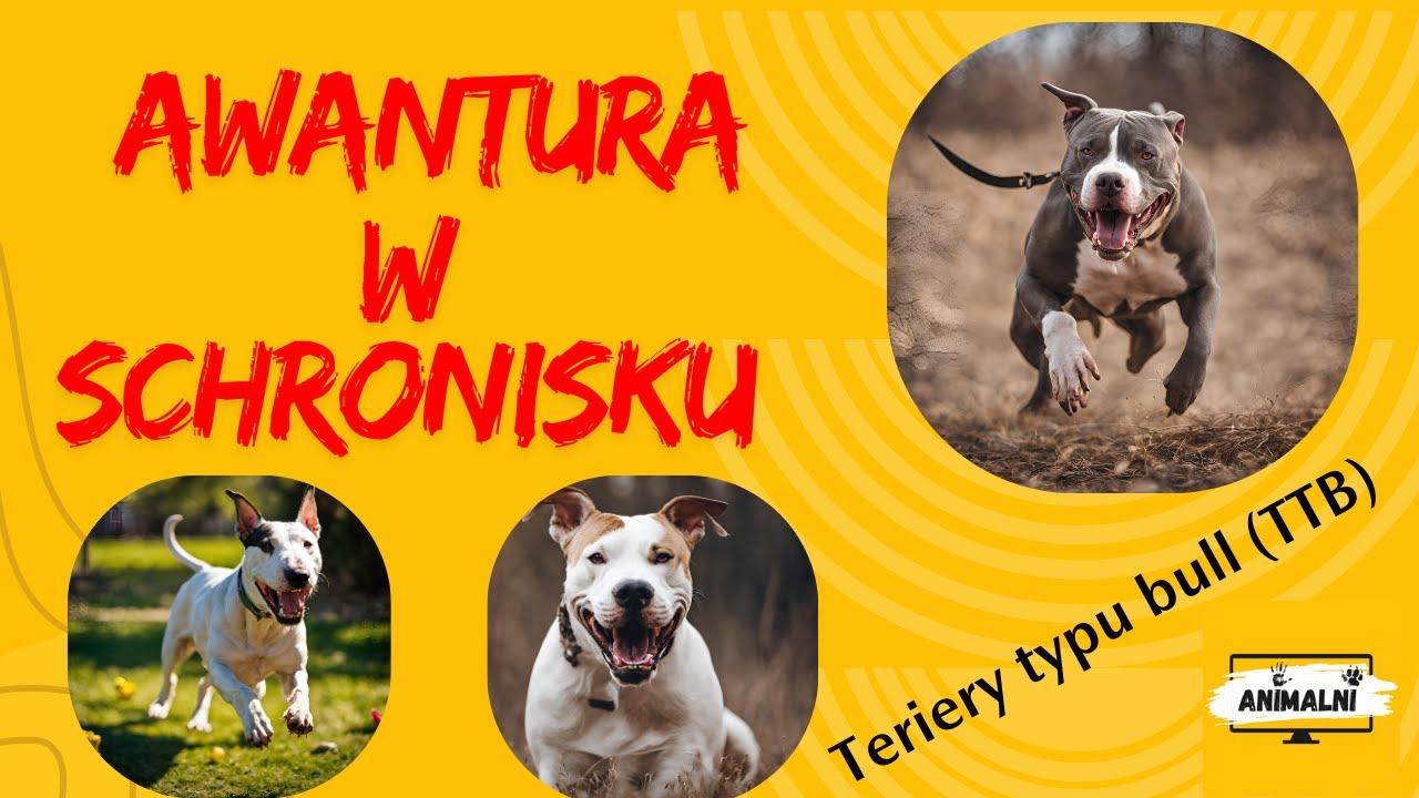 Schronisko w Kielcach - atak na pracowników, a właściciele psów rasy pitbull, bullterier (TTB).