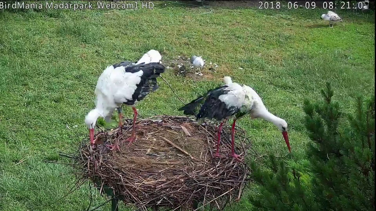 BirdMania - Dömösi Madárpark és Vadmadár-mentőközpont élő közvetítés