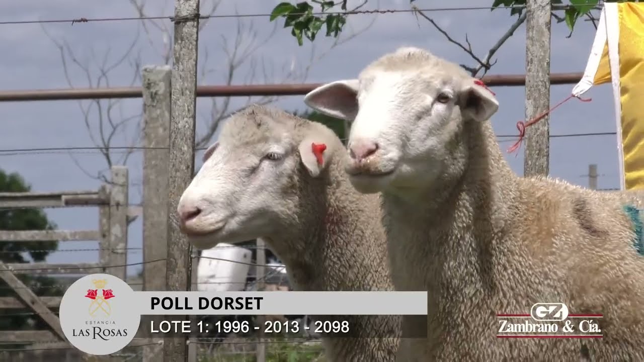 LOTE 1 Carneros PI