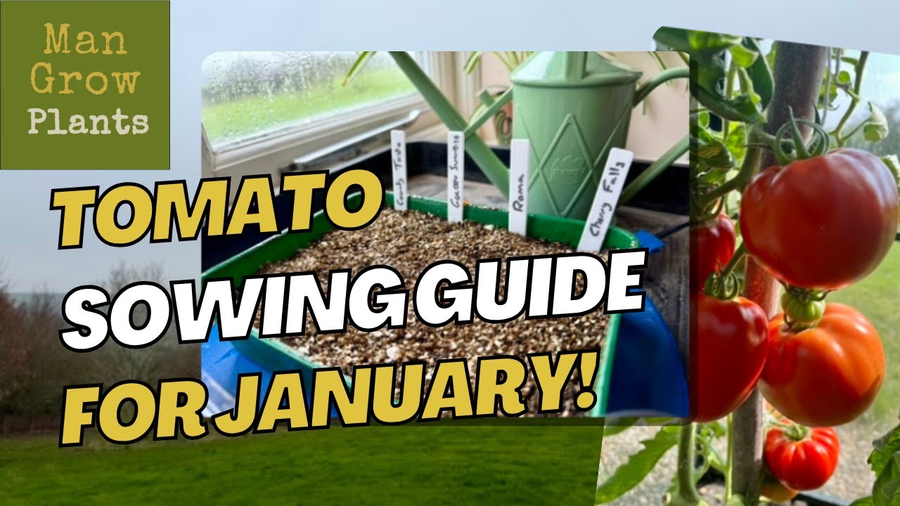 How to Grow Tomatoes (Complete beginner guide!)
