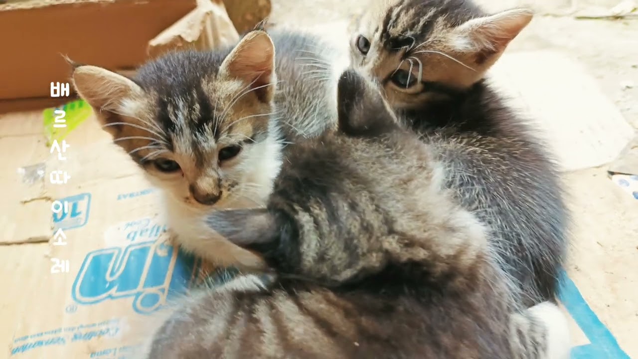 Anak-anak kucing sedang bersantai menikmati suasana sore