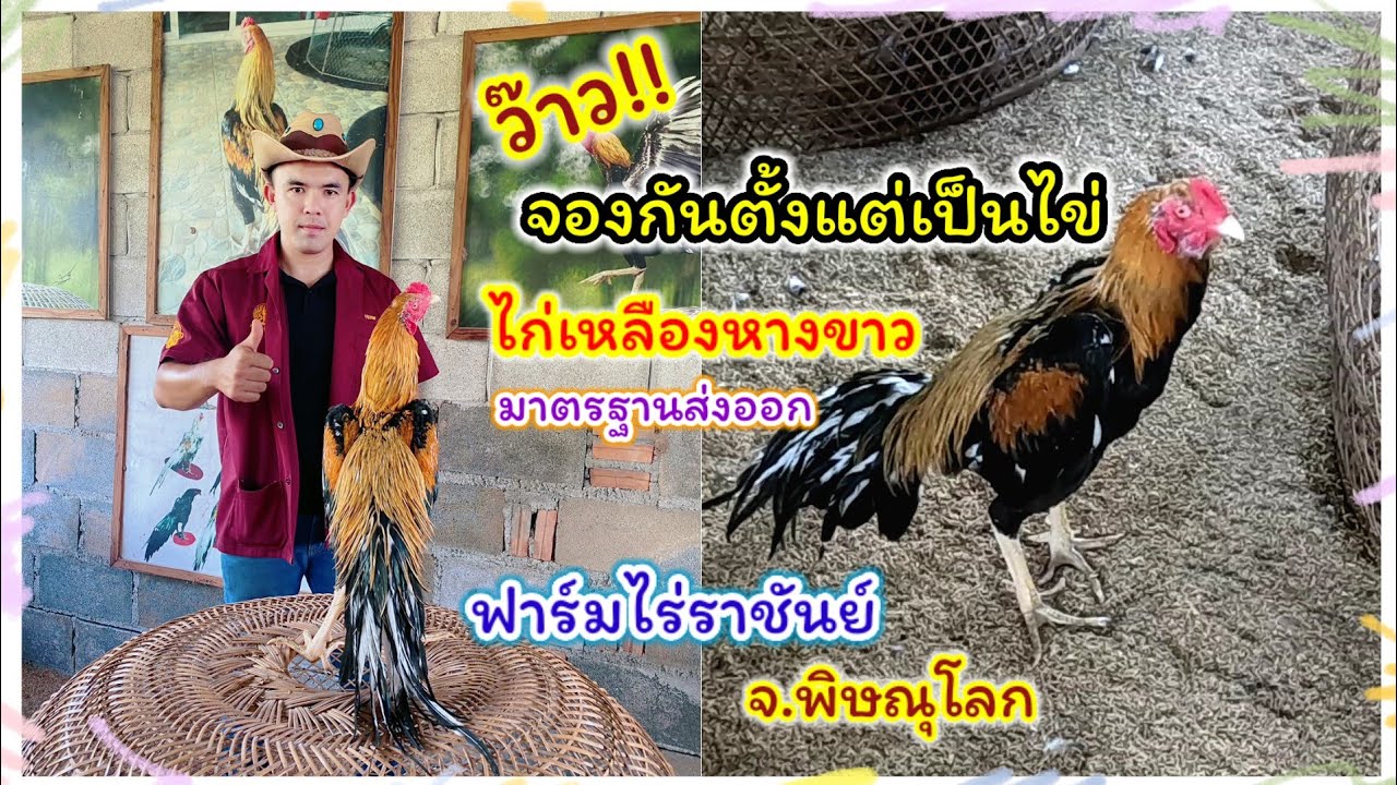 ว๊าว!! หล่อขนาดไหน จองกันตั้งแต่เป็นไข่  6พ่อพันธุ์  ฟาร์มไร่ราชันย์ จ.พิษณุโลก