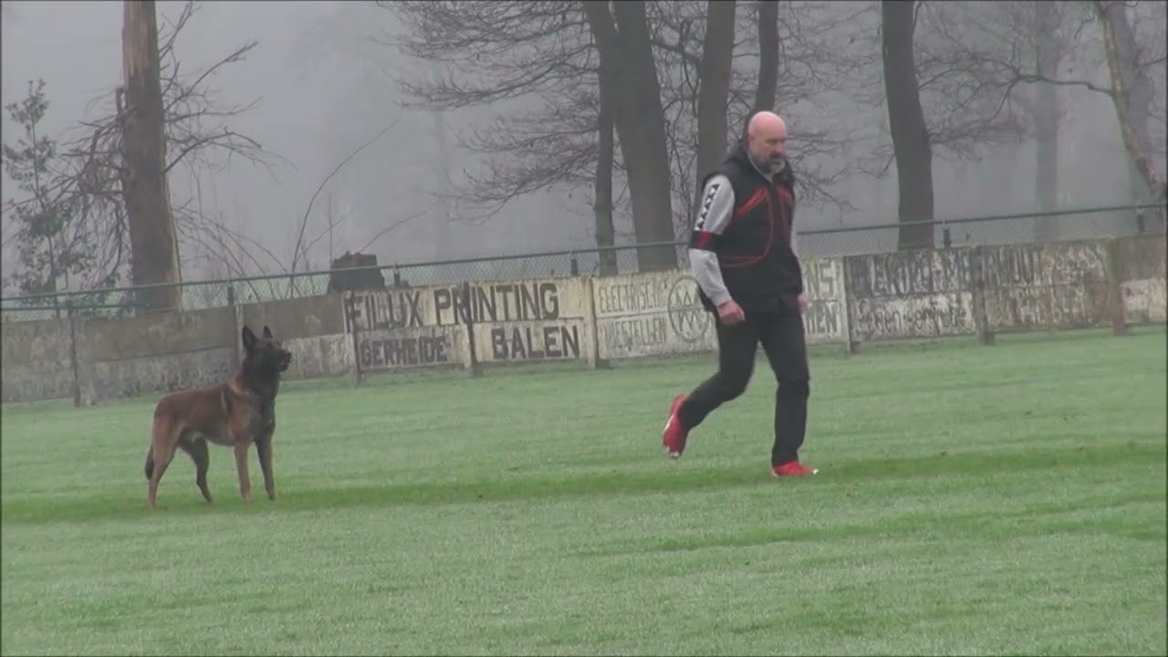 Taybo Van de Berlex-Hoeve - Obedience