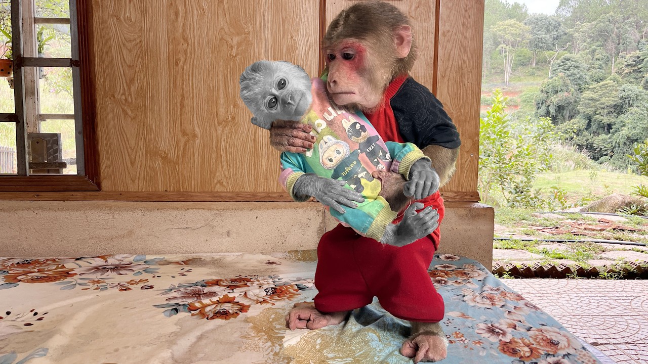 Will Baby Monkey Hope survive the illness |  What happened?