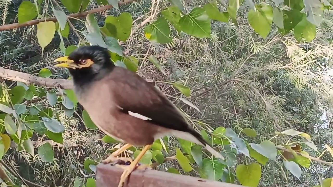 Creation of God #sound of myna