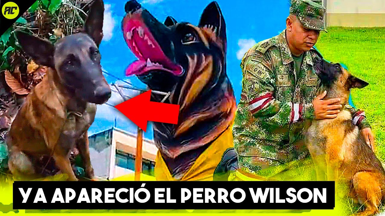 Ya Apareci&oacute; el Perro Wilson. El V&iacute;deo del H&eacute;roe Canino que Conmueve a Toda Colombia.