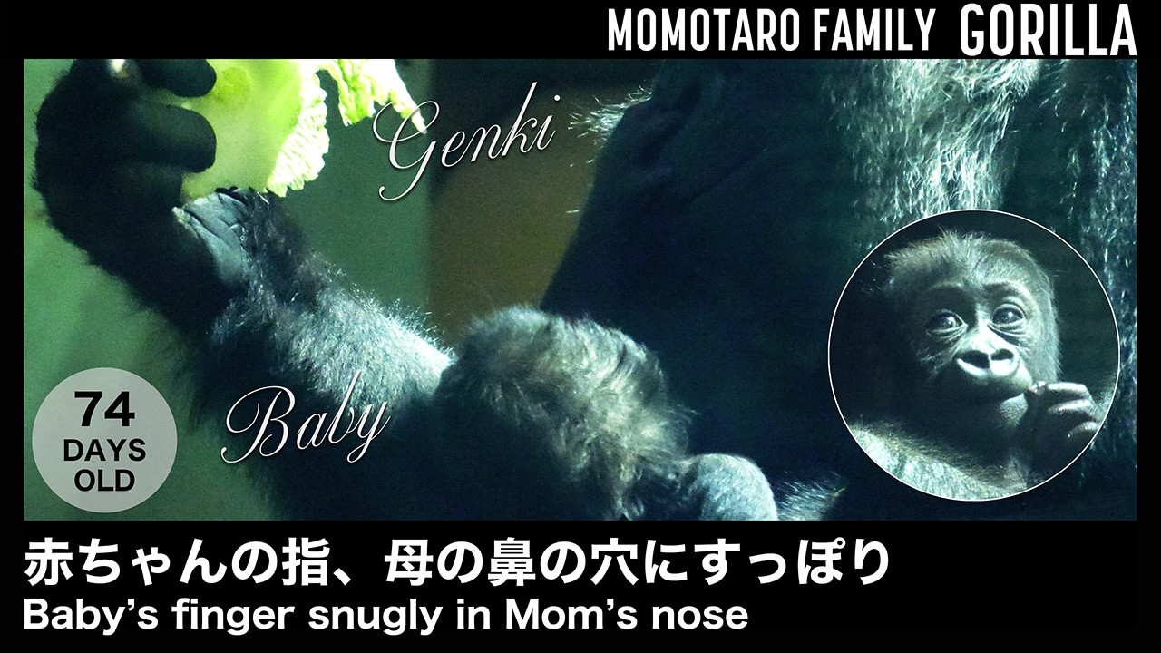 Палец малыша удобно в носу мамы – Весёлая семья горилл в Zoo Kyoto, Т. 71