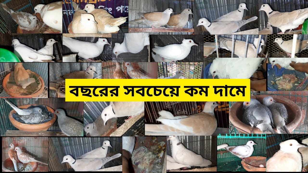 বছরের সবচেয়ে কম দামে অফার /ঘুঘু পাখির দাম/ ghughu pakhir dam