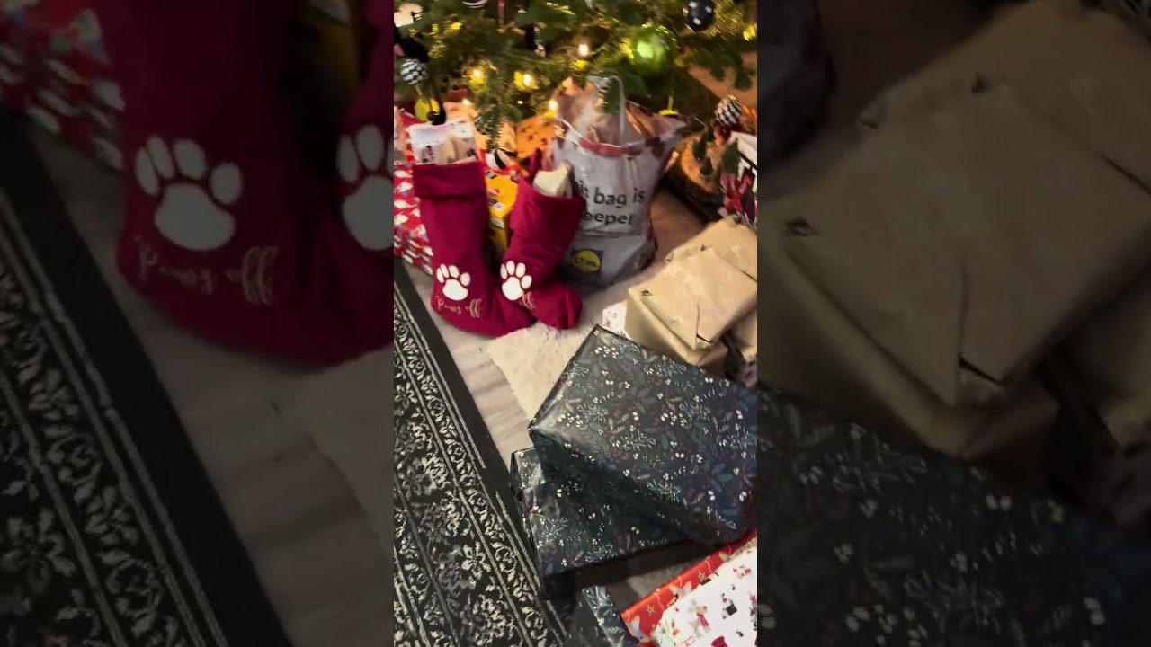 Rudi Hurricane first Christmas 25.12.25