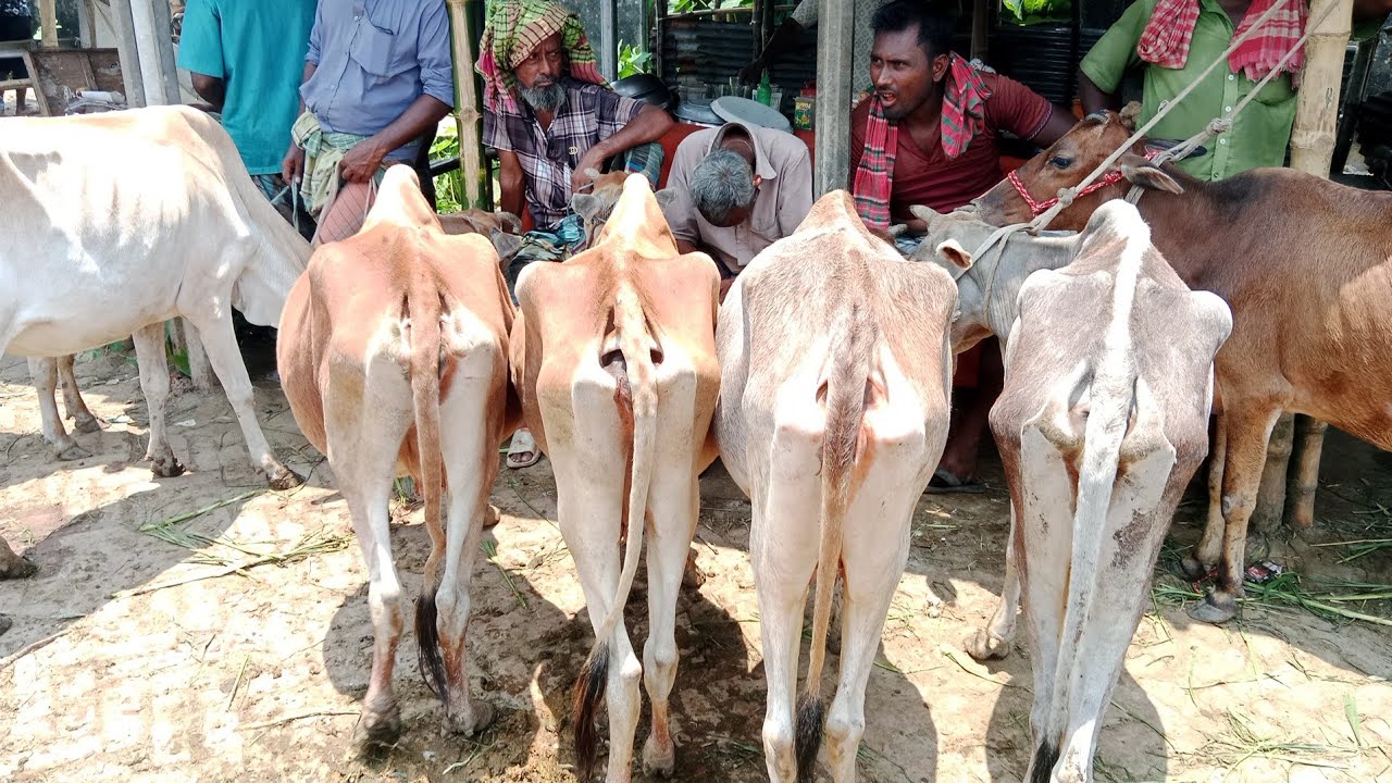 @20 February 2026 ! মাএ ২৬-২৮ হাজারে হাড্ডি গরু কিনুন |শুকনো হাড্ডিসার গরুর দাম |আমবাড়ি হাট দিনাজপুর