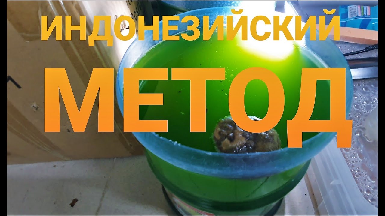 Продолжаем эксперимент по Дафнии моина!