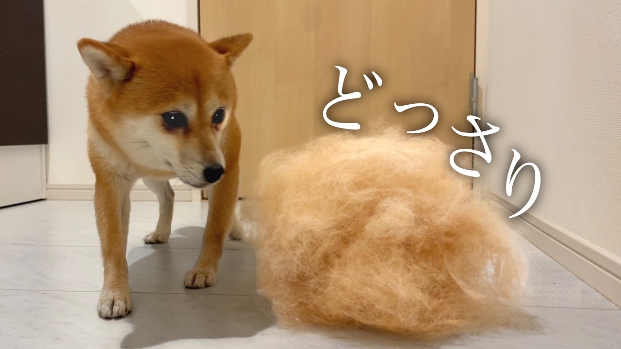 【驚愕】柴犬の毛量が意味不明すぎました