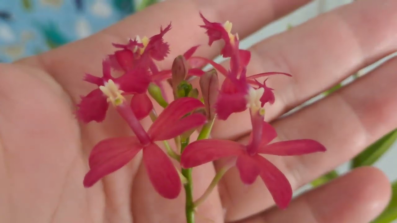 Vem ver como cultivo orquídeas epidendro 