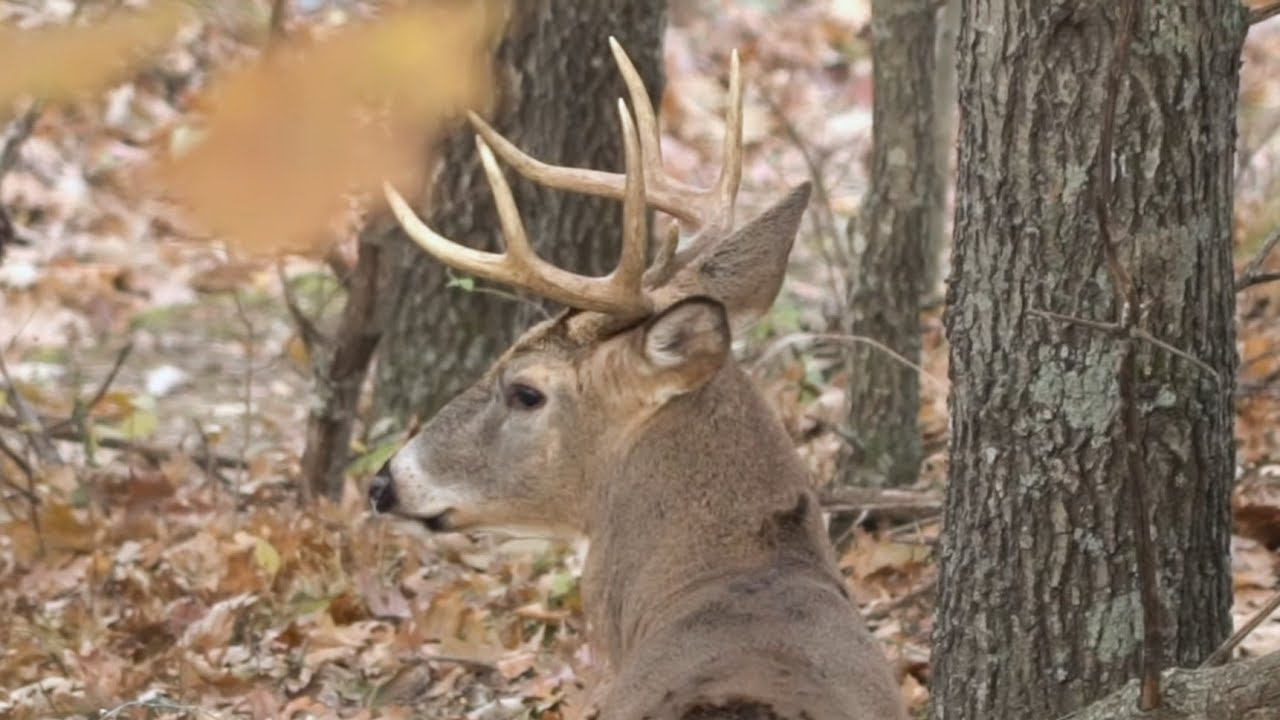 5 Ways To Create Buck Bedding Areas