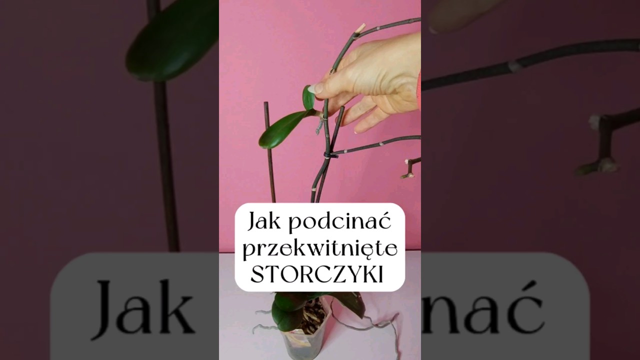Jak podcinać storczyki #storczyk #storczyki #orchidea