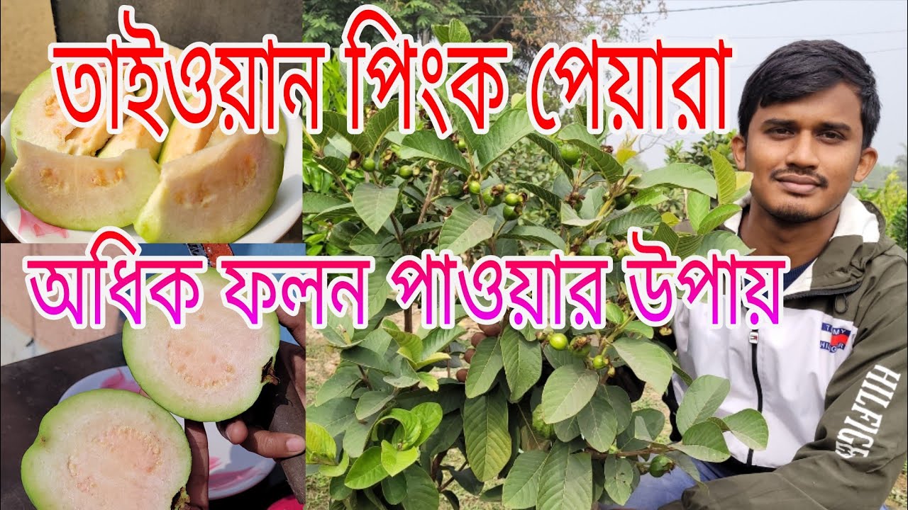 Tai One Pink Guava/ তাইওয়ান পিংক পেয়ারা  এখন সারাবছর চাষ হচ্ছে এবং লাভজনক ফসল।