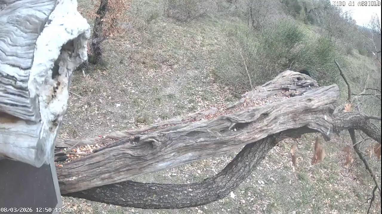 live streaming  animali Appennini umbro - marchigiano: ricci, cinghiali ,volpi istrici, lupo.