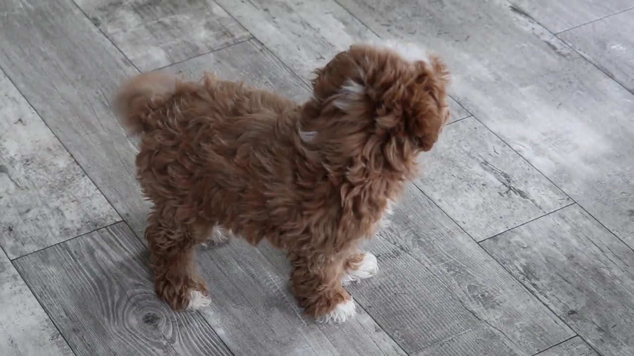 Maltipoo Puppy For Sale